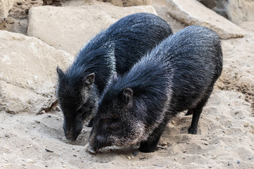 Halsbandpekari’s (Pecari tajacu)