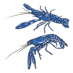 Vector blue shrimp drawing on a white background. Hand drawn sea