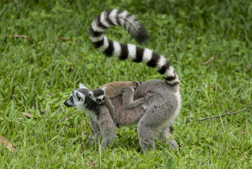Lémurien, Lémur catta, femelle et jeune, Lemur catta, Madagascar