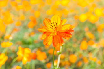 Colorful yellow cosmos flowers with blurred background garden.