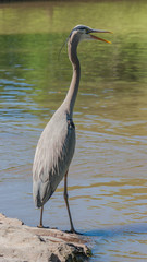 Standing tall.  Blue heron with mouth open near lake.  