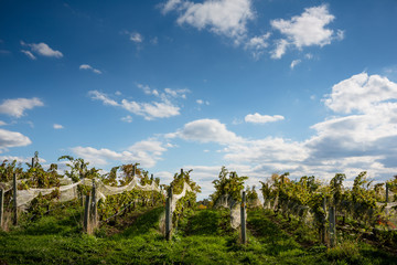 Vineyard