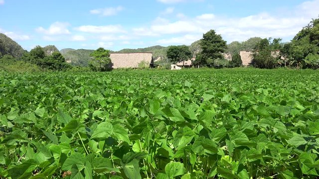 Farm field with a Black bean (Phaseolus vulgaris). Vinales valley, Cuba