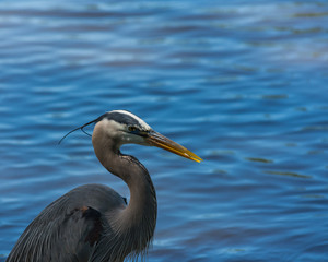 Great blue heron.  Patience and quickness.  Bird of the water. 