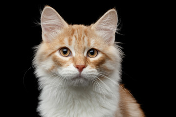Close-up portrait of red Siberian cat pity looking in camera on isolated black background