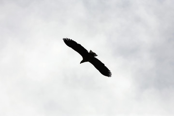 White-tailed eagle