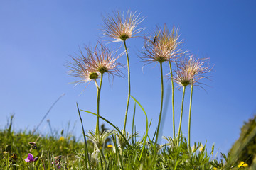 Naklejka premium Over Flowering Pasqueflower