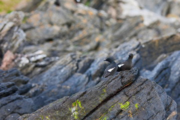Black guillemot