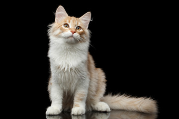 Red Siberian cat sitting and questioningly looking in camera on isolated black background with reflection, front view
