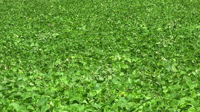 Farm field with a Black bean (Phaseolus vulgaris). Vinales valley, Cuba