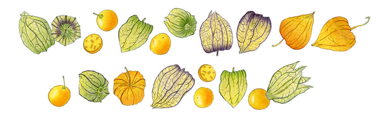 Physalis watercolor illustration