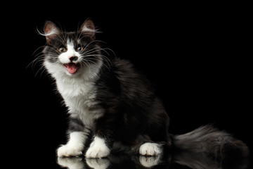 Cute Black with white Siberian Cat with spot on nose sitting with opened mouth, meowing isolated black background with reflection, front view