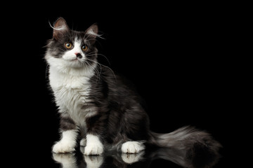 Cute Black with white Siberian Cat with spot on nose sitting on isolated black background with reflection, front view