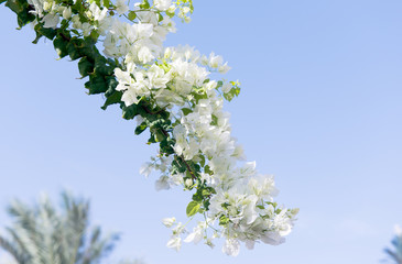 white bougainvillea flowers