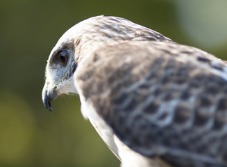 Hawk