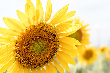 Naklejka premium Summer sunflower field. Field of sunflowers with blue sky. A sun