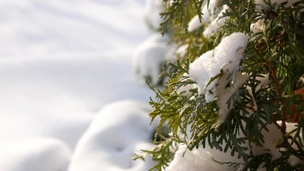 Sparkling snow lies on green thuja branches on a sunny winter day