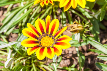 Colorful yellow Gazania in the garden with blurred natural backg