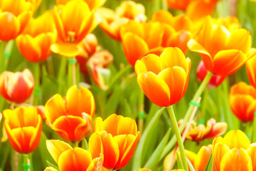 Orange yellow tulip in garden