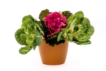 small green seedling in a flowerpot isolated