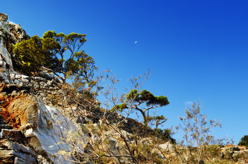 Trees On The Mountain On Crete In Greece