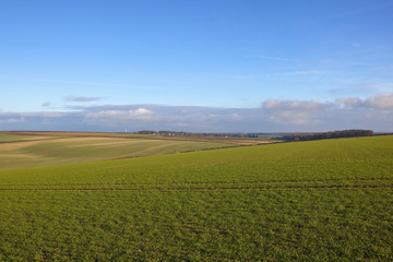 Fototapeta na wymiar winter wheat fields