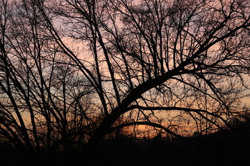 rami fitti al tramonto