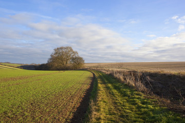 Fototapeta na wymiar bridleway and wheat field