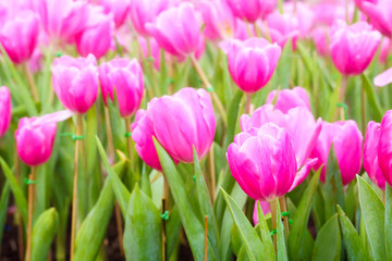 Fototapeta premium Pink tulip in garden