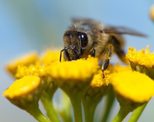 bee or honeybee in Latin Apis Mellifera
