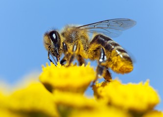 bee or honeybee in Latin Apis Mellifera