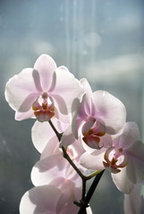 orchid © Andrey