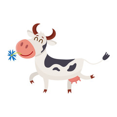 Funny black white spotted cow walking with eyes closed and daisy flower in mouth, cartoon vector illustration isolated on white background. Funny cow holding daisy in mouth, dairy farm concept
