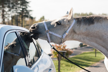 Horse is biting the car trim.