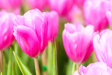 Fototapeta premium Pink tulip in garden