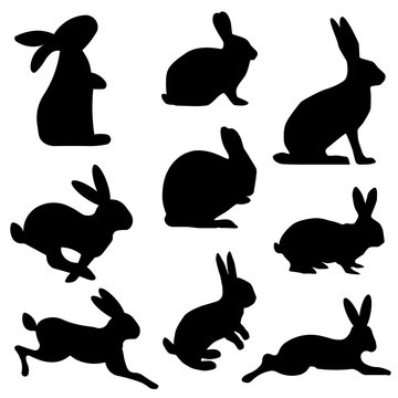 Hasen und Kaninchen