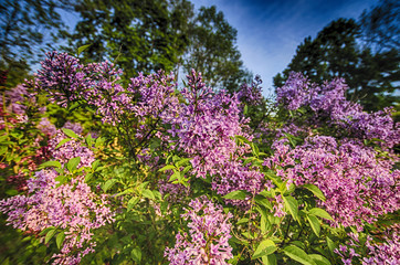 Flieder Landschaft Syringa