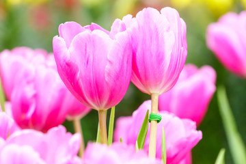 Obraz premium Pink tulip in garden