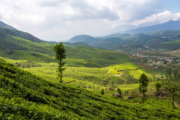 Fototapeta na wymiar Südindien - Teeplantagen in Munnar
