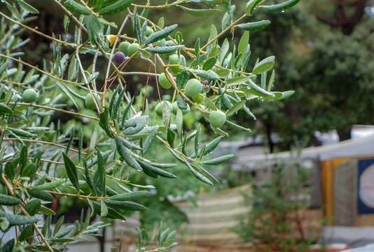 Olivenzweig nach dem Regen