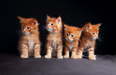 Fototapeta na wymiar Four adorable bright red solid maine coon kittens sitting with b