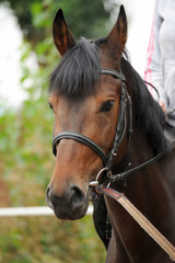 Horse head portrait in harness  .