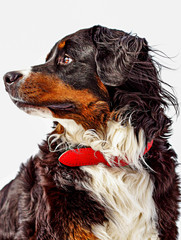 bernese portrait