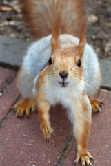 squirrel