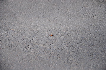 ladybug
