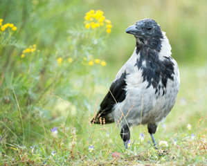 Hooded Crow - Corvus corone cornix
