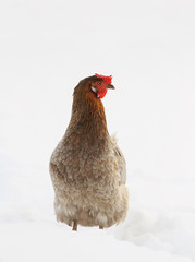 funny hen walks in winter and white snow