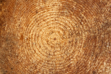 Naklejka premium Wood texture