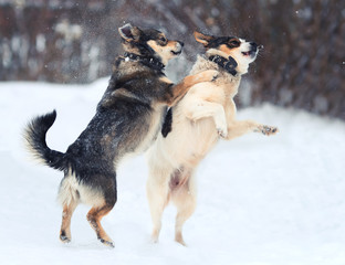 two funny dogs are running happily over the white snow in the winter