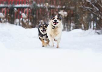 two funny dogs are running happily over the white snow in the winter
